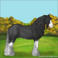 Horse Color:Blue Roan Splash 