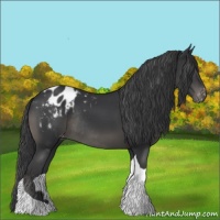 Horse Color:Black Tobiano Appaloosa Rabicano 