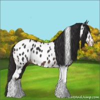 Horse Color:Liver Chestnut Sabino Tobiano Appaloosa 