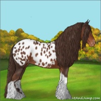 Horse Color:Liver Chestnut Tobiano Appaloosa Rabicano