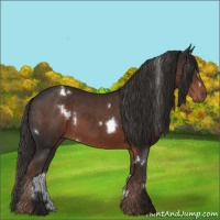 Horse Color:White Spotted Liver Chestnut 