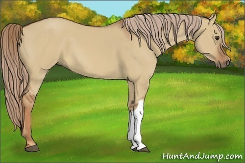 Horse Color:Red Dun 