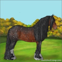 Horse Color:Brown Appaloosa 