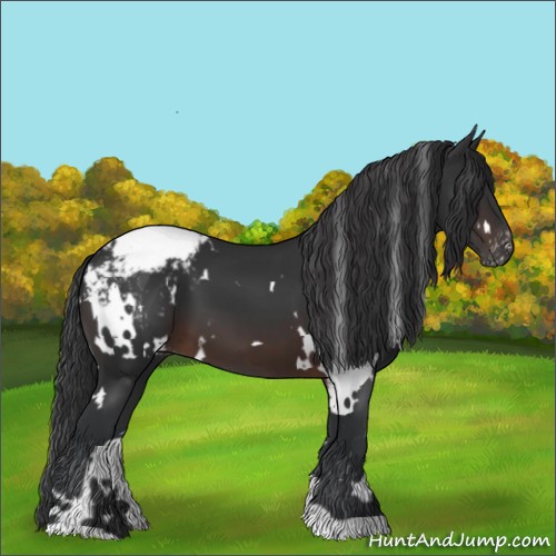 Horse Color:White Spotted Brown Appaloosa 