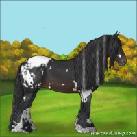 Horse Color:White Spotted Brown Snowcap 