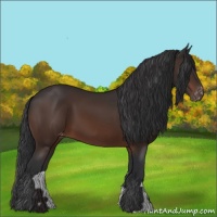 Horse Color:Brown Appaloosa 