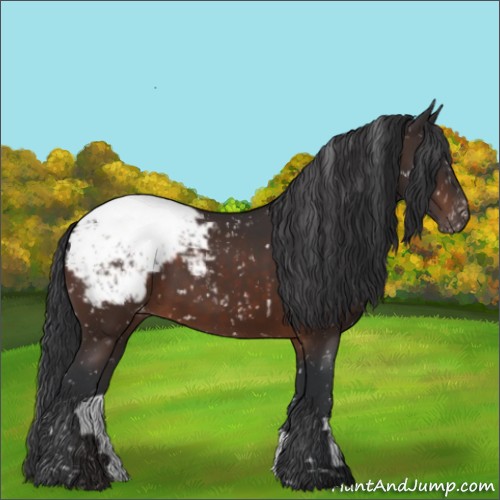 Horse Color:Brown Appaloosa