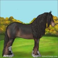 Horse Color:Liver Chestnut Appaloosa
