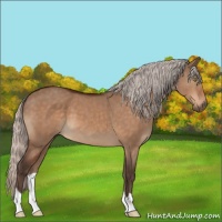 Horse Color:Silver Bay Dun 