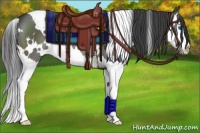 Horse Color:White Spotted Black Splash Appaloosa 