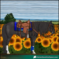 Horse Color:Smoky Black 