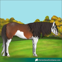 Horse Color:Bay Splash 