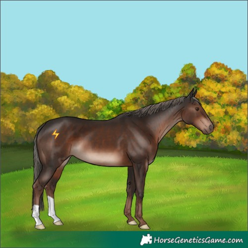 Horse Color:Liver Chestnut Mushroom 