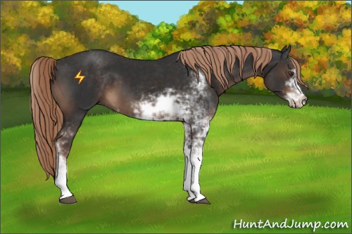 Horse Color:Liver Chestnut Sabino 