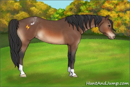 Horse Color:Bay Roan Appaloosa 