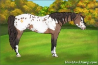 Horse Color:Bay Mushroom Frame Appaloosa 