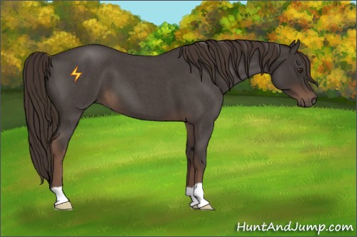 Horse Color:Liver Red Roan