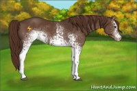 Horse Color:White Spotted Liver Chestnut 