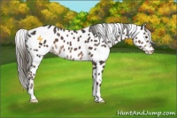 Horse Color:Liver Chestnut Appaloosa 