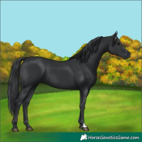 Horse Color:Black 
