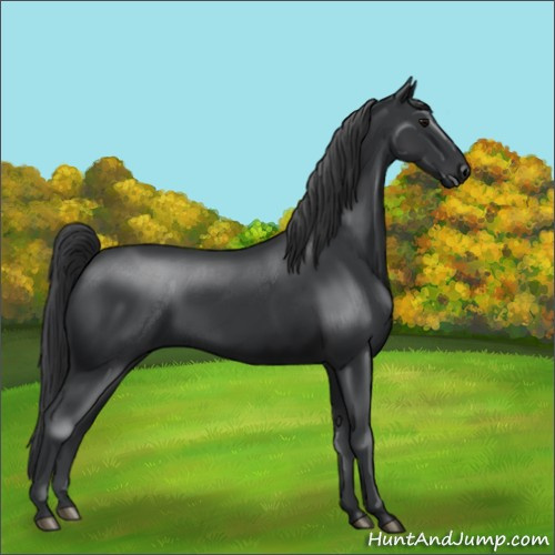 Horse Color:Black 