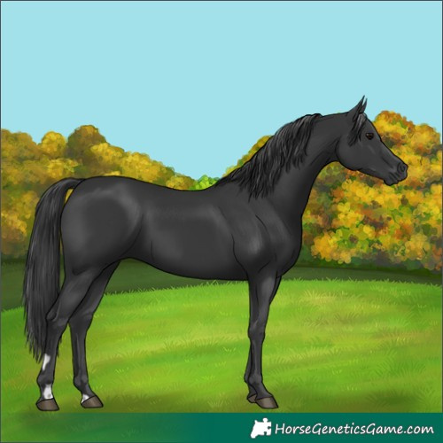 Horse Color:Black 