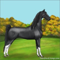 Horse Color:Black 
