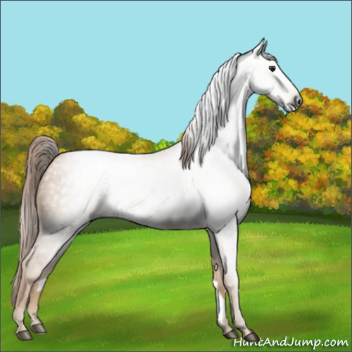 Horse Color:Gray Red Dun Roan