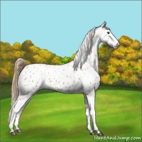 Horse Color:Chestnut Leopard