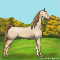 Horse Color:Red Dun Rabicano