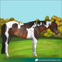 Horse Color:Gray Brown Tobiano Rabicano 