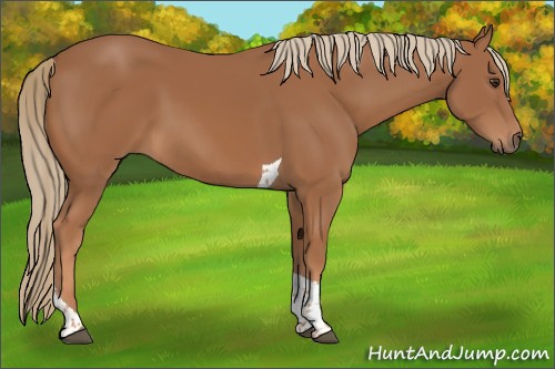 Horse Color:Chestnut Tobiano 