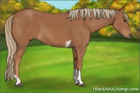 Horse Color:Chestnut Tobiano 