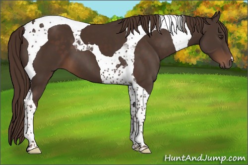 Horse Color:Liver Chestnut Tobiano 