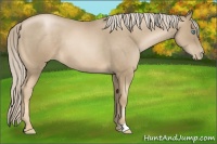 Horse Color:Chocolate Palomino Roan Pearl