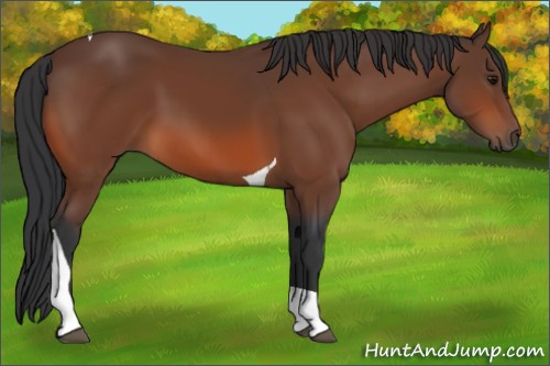 Horse Color:Bay Tobiano 