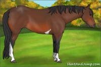 Horse Color:Bay Tobiano 