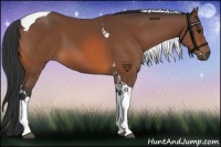 Horse Color:Bay Tobiano 