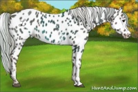 Horse Color:White Spotted Silver Black Appaloosa 