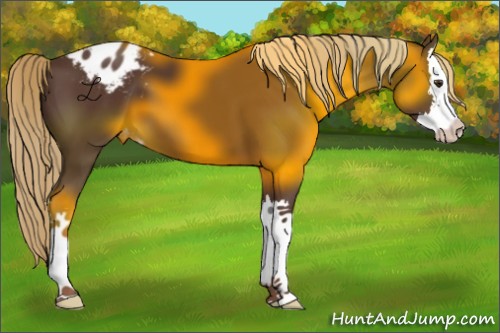 Horse Color:Liver Chestnut Sabino Splash Appaloosa 