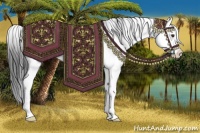 Horse Color:Brown Dun Sabino Splash 