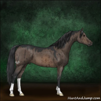 Horse Color:Brown Dun Brindle 