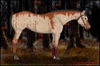 Horse Color:Brown Dun Sabino