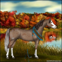 Horse Color:Liver Red Dun Sabino Splash Brindle