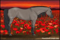 Horse Color:Grullo Sabino 