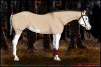 Horse Color:Bay Dun Sabino Splash Brindle 