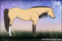 Horse Color:Buckskin Dun