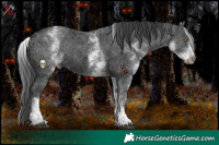 Horse Color:White Spotted Black