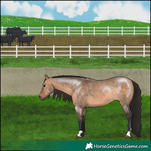 Horse Color:Brown Dun Rabicano 