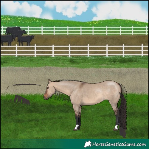 Horse Color:Brown Dun Rabicano 